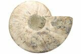 Cut & Polished Ammonite Fossil (Half) - Madagascar #233651-1